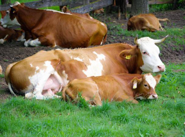 kaiyun-母牛掉(diào)球(qiú)有什(shén)麽(me)方法解(jiě)决