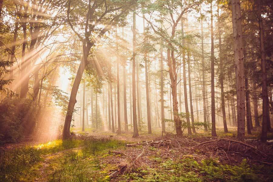 开云网址-中国电竞战队夺得世界冠军